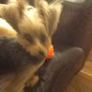 Meet your Posher, Marie